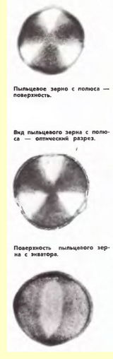 Клен платановидный-пыльцевые зерна пыльцевые зерна